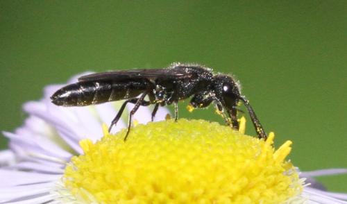 Réf. 185 347 : Sapygina decemguttata